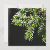 モミ カード (正面)