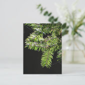 モミ ポストカード (スタンド正面)