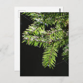 モミ ポストカード (正面/裏面)