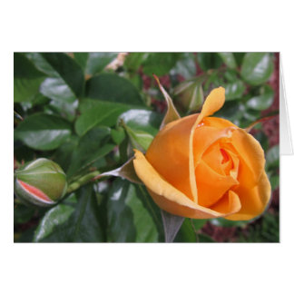 モモのバラのつぼみ