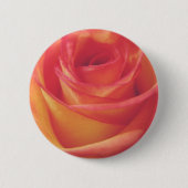 モモのピンクのバラの開花のヴィンテージのスタイルの写真 缶バッジ (正面)