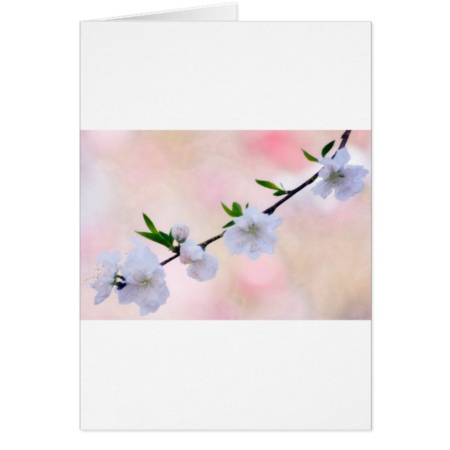 モモの花 (正面)