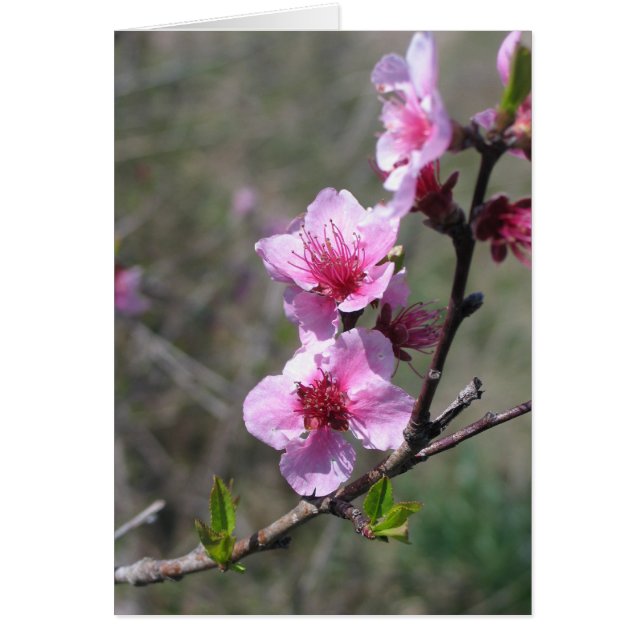 モモの花 (正面)