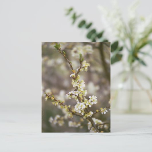 モモの花 ポストカード (スタンド正面)