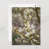 モモの花 ポストカード (正面/裏面)