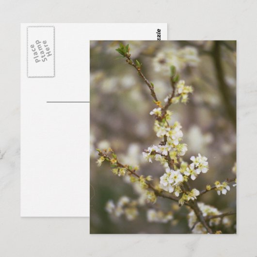 モモの花 ポストカード (正面/裏面)