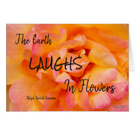 モモの黄色いピンクのブレンドのばら色の花の写真