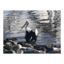 モモイロペリカン