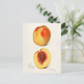 モモ（プルーナス・ペルシカ）フルーツの水の色絵画のズ ポストカード (スタンド正面)