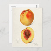 モモ（プルーナス・ペルシカ）フルーツの水の色絵画のズ ポストカード (正面/裏面)