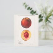 モモ（プルーナス・ペルシカ）フルーツの水の色絵画のズ ポストカード (スタンド正面)
