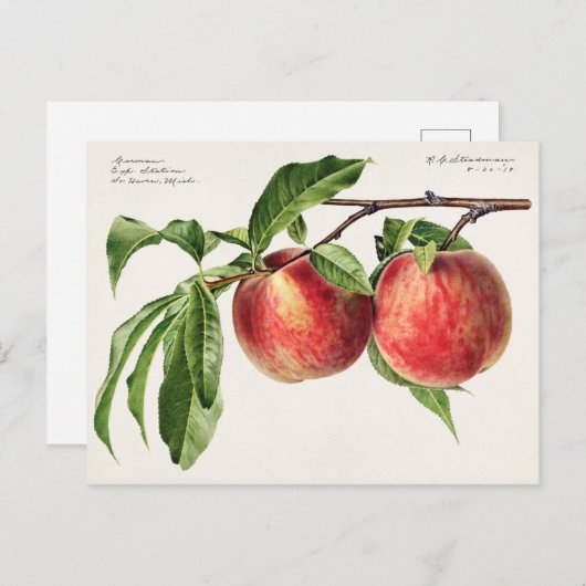 モモ（プルーナス・ペルシカ）フルーツの水の色絵画のズ ポストカード (正面/裏面)