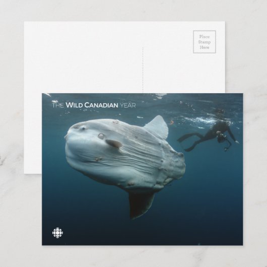 モラモラ ポストカード (正面/裏面)