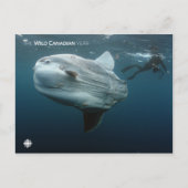 モラモラ ポストカード (正面)