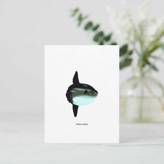 モラモラ ポストカード (スタンド正面)