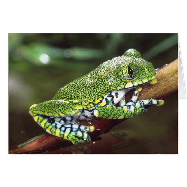 モリアオガエル Leptopelis vermiculatus (正面横)