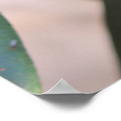 モリンダシトリフォリア – ノニ ポスター (角)