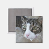 モリーズウォッチングユー子猫スクエアマグネット マグネット (正面/裏面)