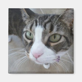 モリーズウォッチングユー子猫スクエアマグネット マグネット