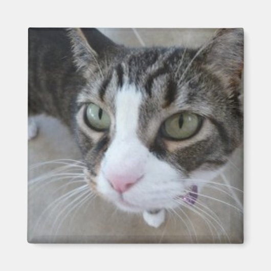 モリーズウォッチングユー子猫スクエアマグネット マグネット (正面)