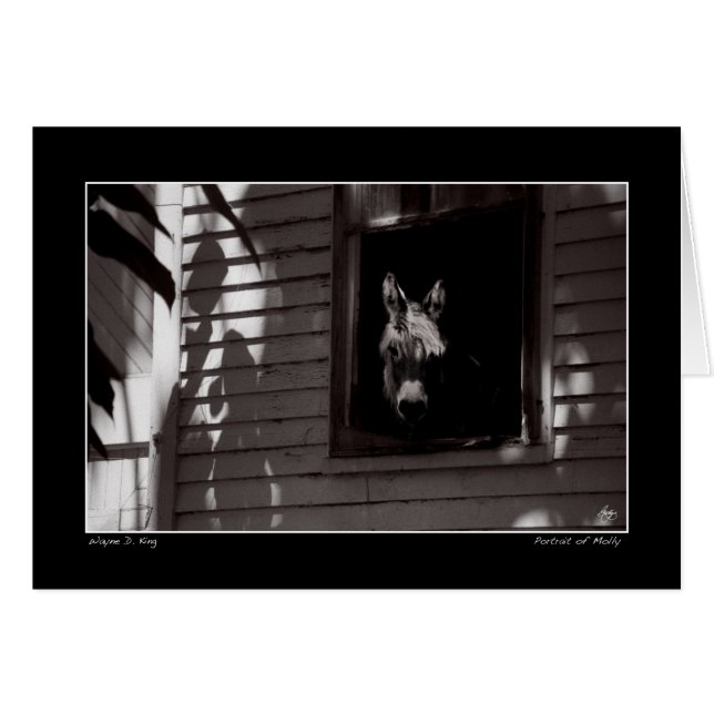 モリーポートレート (正面横)