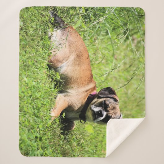 モリー シェルパブランケット (正面)