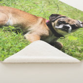 モリー シェルパブランケット (3/4)