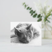 モリー ポストカード (スタンド正面)