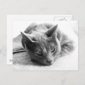 モリー ポストカード (正面/裏面)