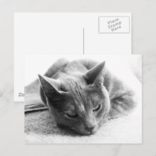 モリー ポストカード (正面/裏面)