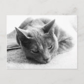 モリー ポストカード (正面)