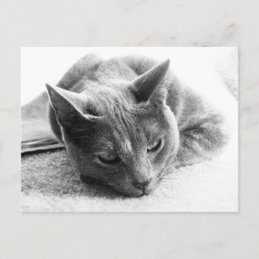 モリー ポストカード (正面)