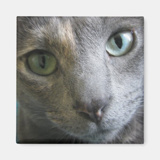 モリー マグネット (正面)