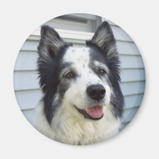 モリー マグネット