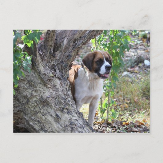 モリー「誰かが遊び時間を言う」 ポストカード (正面)