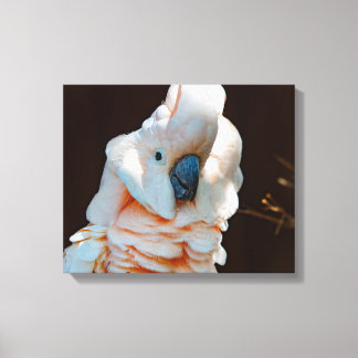 モルカンコカトゥーカンバス キャンバスプリント