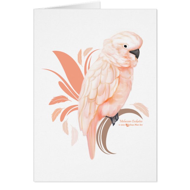 モルカンコカトゥー (正面)