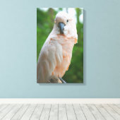 モルカンコカトゥー キャンバスプリント (インサイチュ (ウッドフロア))