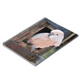 モルカンコカトゥー ノートブック (左側)