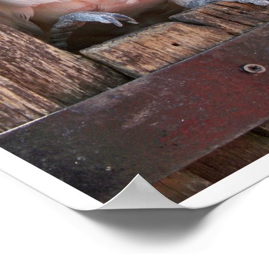 モルカンコカトゥー ポスター (角)