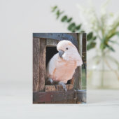 モルカンコカトゥー ポストカード (スタンド正面)