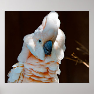 モルカン・コッカトゥーのポスター ポスター