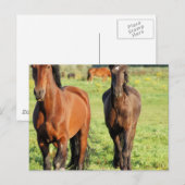 モルガンズのはがき1着 ポストカード (正面/裏面)