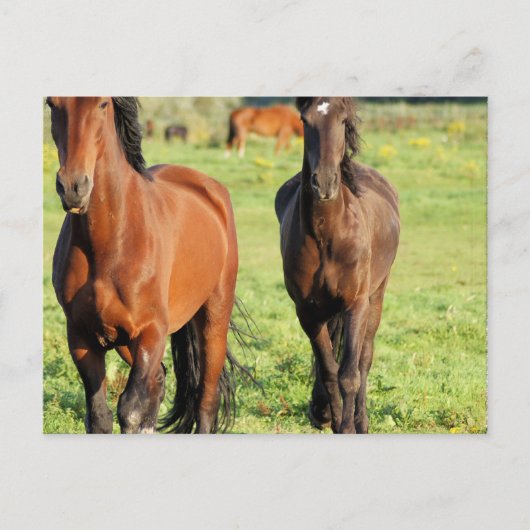 モルガンズのはがき1着 ポストカード (正面)