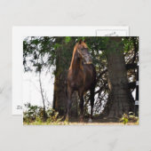 モルガン・ホース・プロダクツ!! ポストカード (正面/裏面)