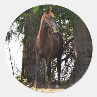 モルガン・ホース・プロダクツ!! ラウンドシール