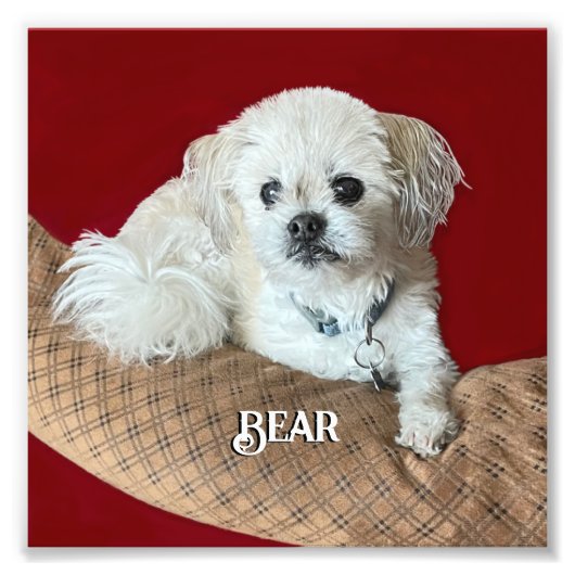 モルシのリラックス病む フォトプリント (正面)