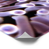 モルディブのアネメフィッシュ ポスター (角)