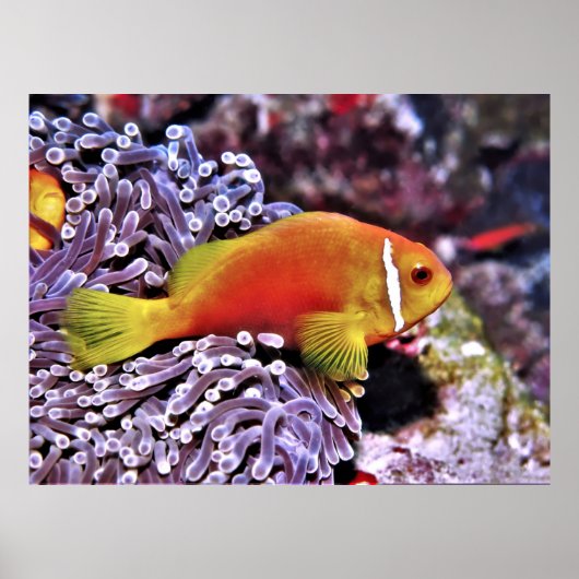 モルディブのアネメフィッシュ ポスター (正面)