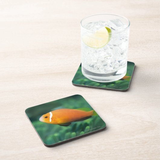 モルディブのアネモネ魚、モルディブ2の閉めて下さい コースター (右側)